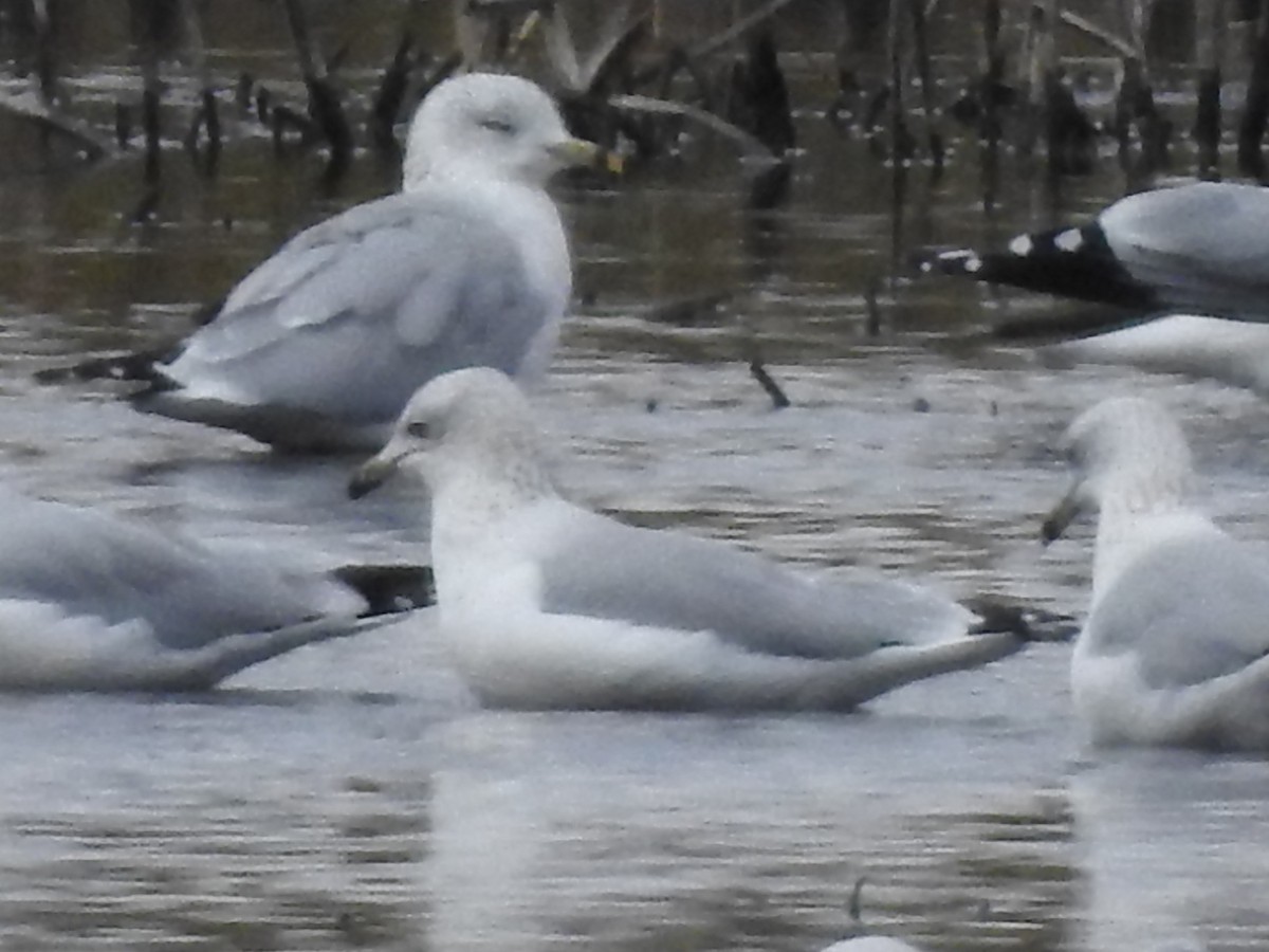 Ring-billed Gull - ML644503733