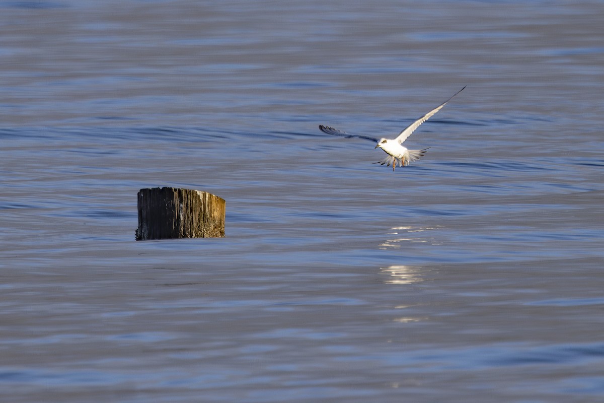 Forster's Tern - ML644503736