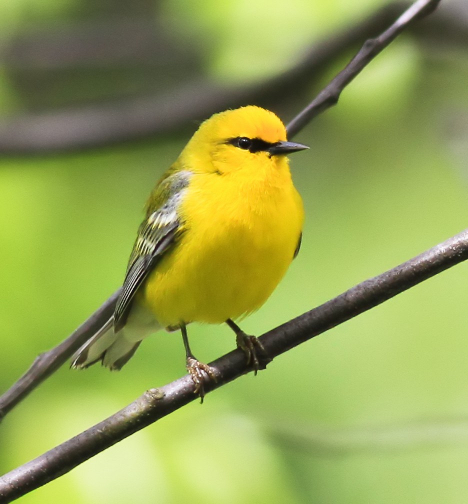 Blue-winged Warbler - ML644503739