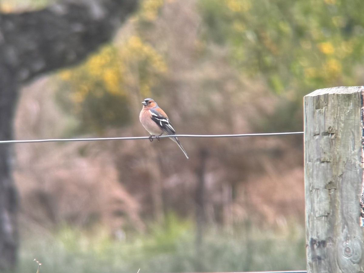 Common Chaffinch - ML644503741
