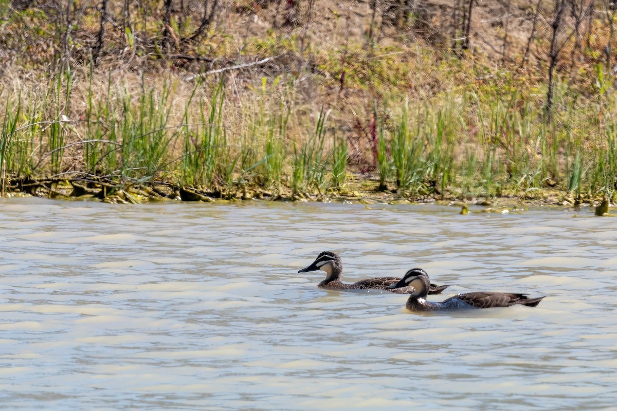 マミジロカルガモ - ML644503743