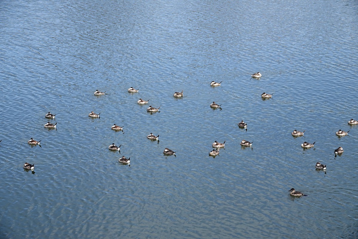 Gobbo della Giamaica - ML644503744