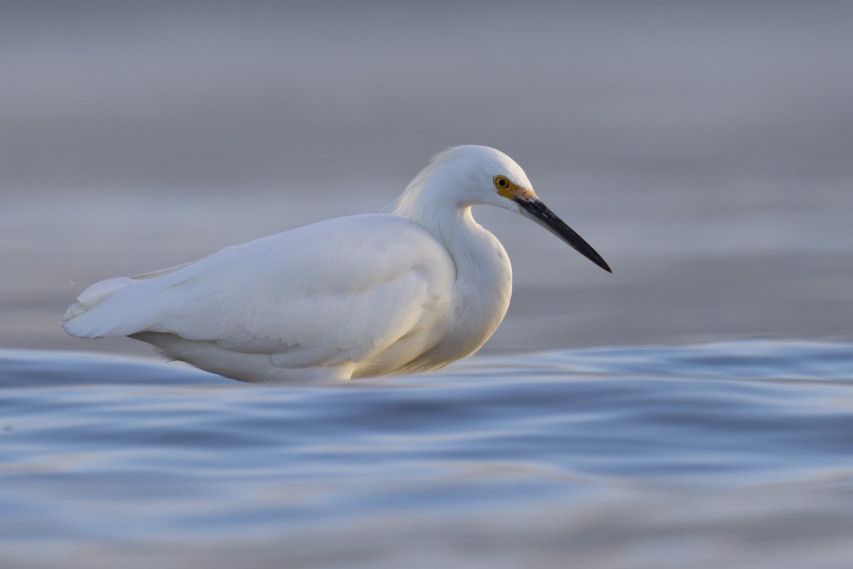 Snowy Egret - ML644503747