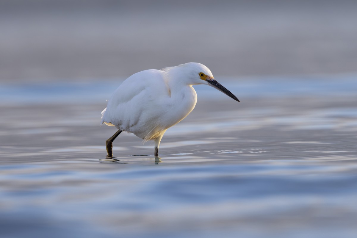 Snowy Egret - ML644503750