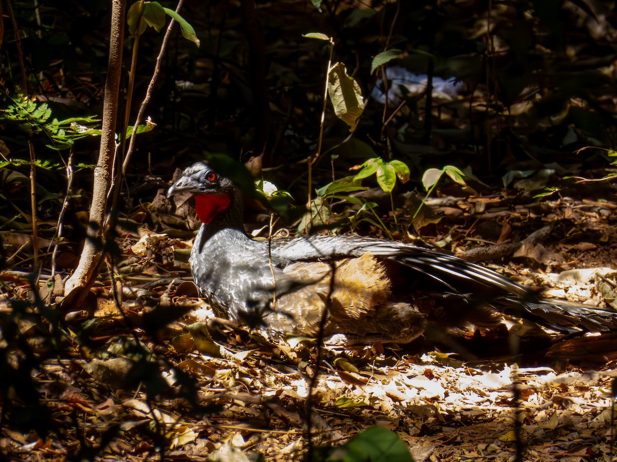 Rusty-margined Guan - ML644503753