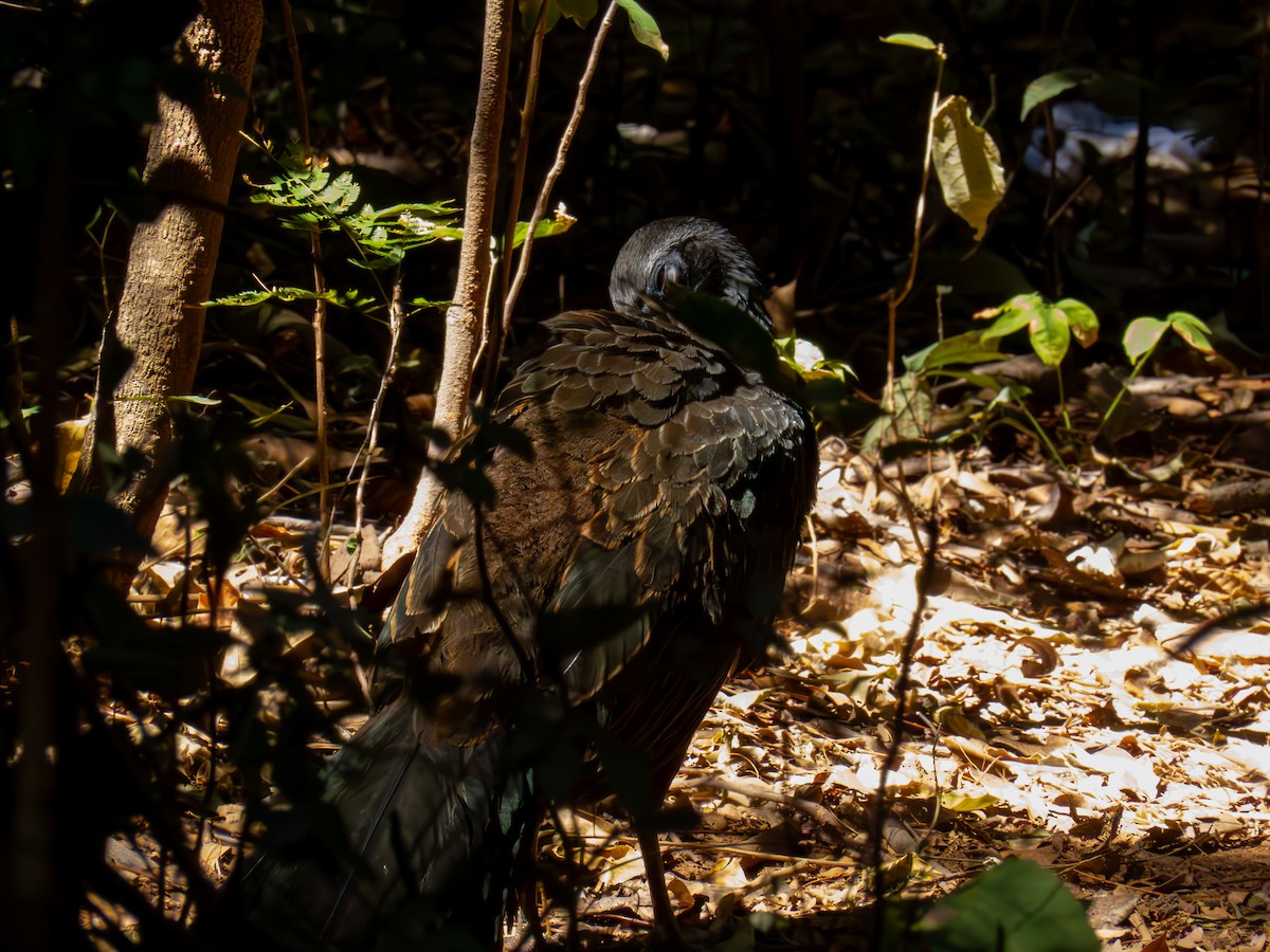 Rusty-margined Guan - ML644503754