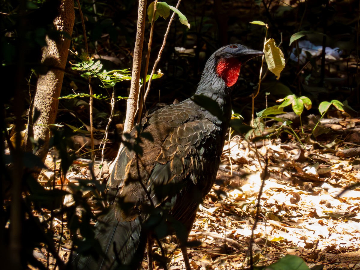 Rusty-margined Guan - ML644503755