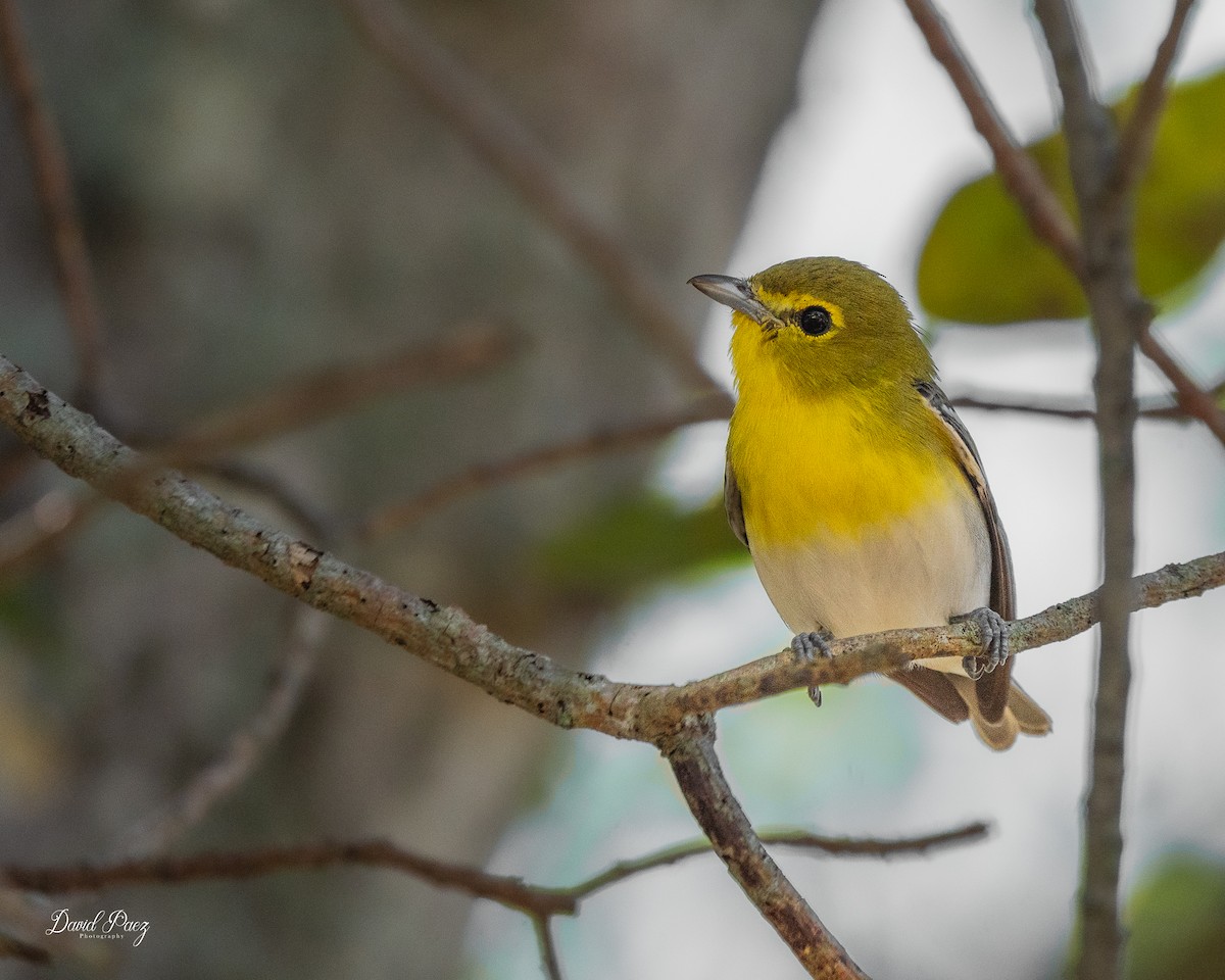 Yellow-throated Vireo - ML644503770