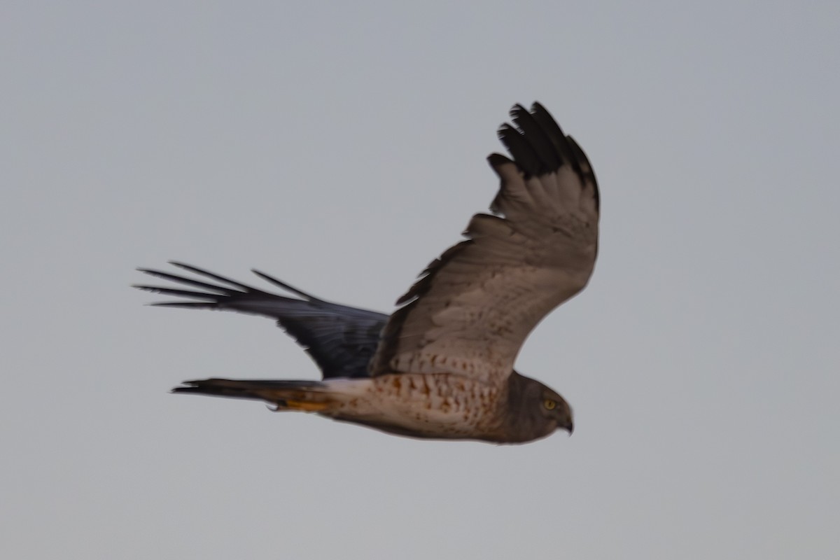 Northern Harrier - ML644503775
