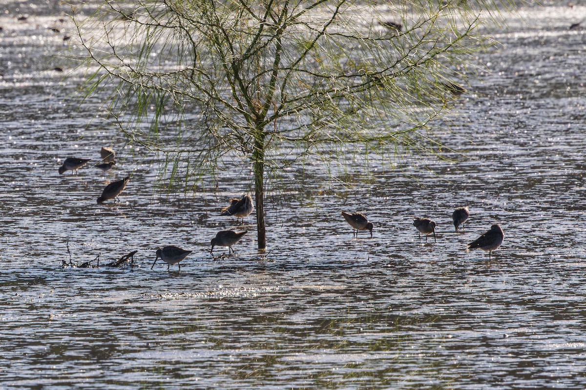 Long-billed Dowitcher - ML644503777