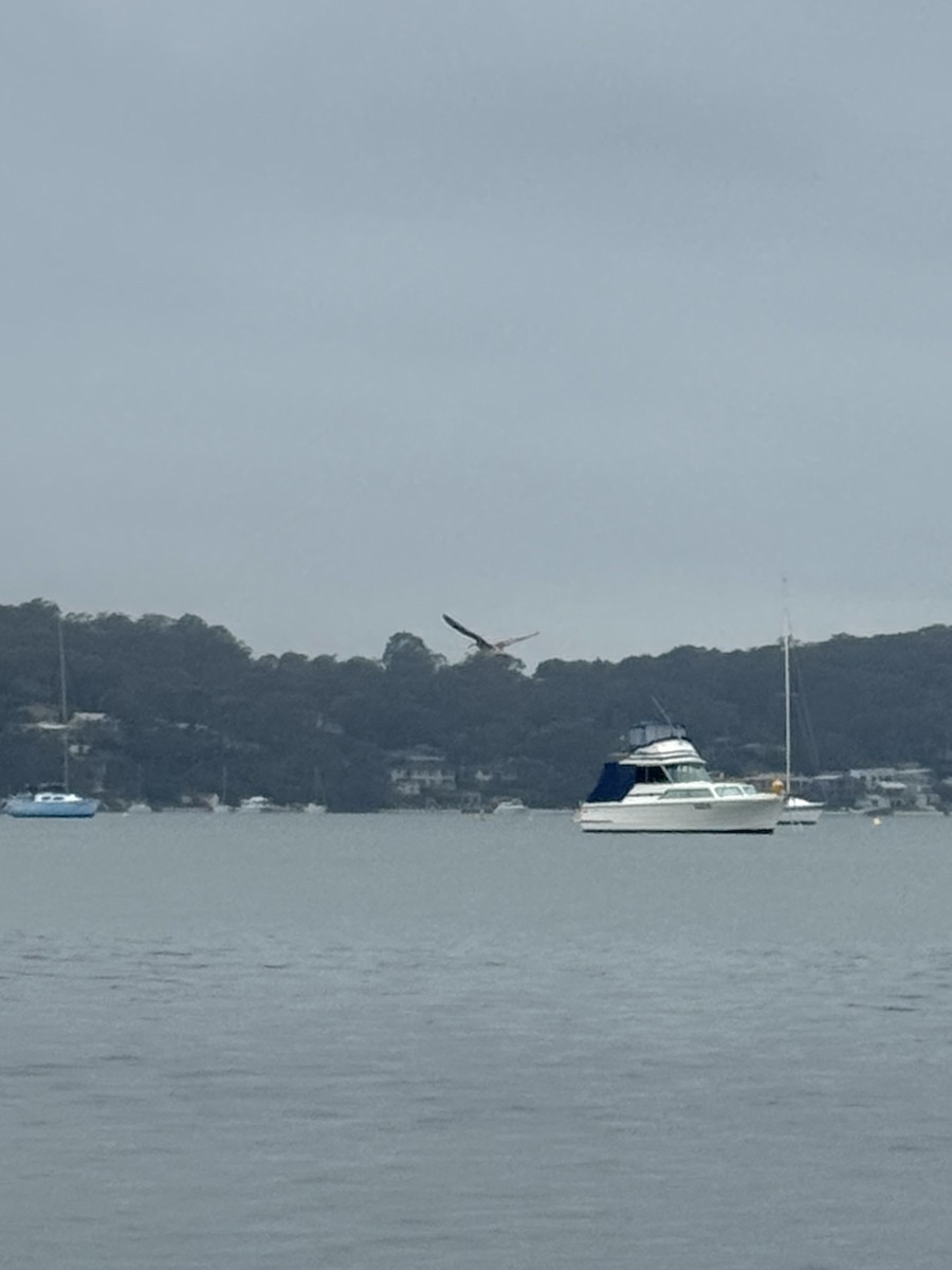 Eurasian Whimbrel - ML644503778