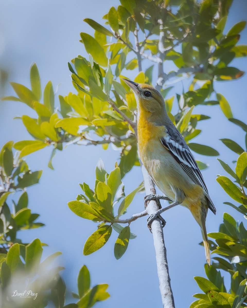 Oriole de Baltimore - ML644503779