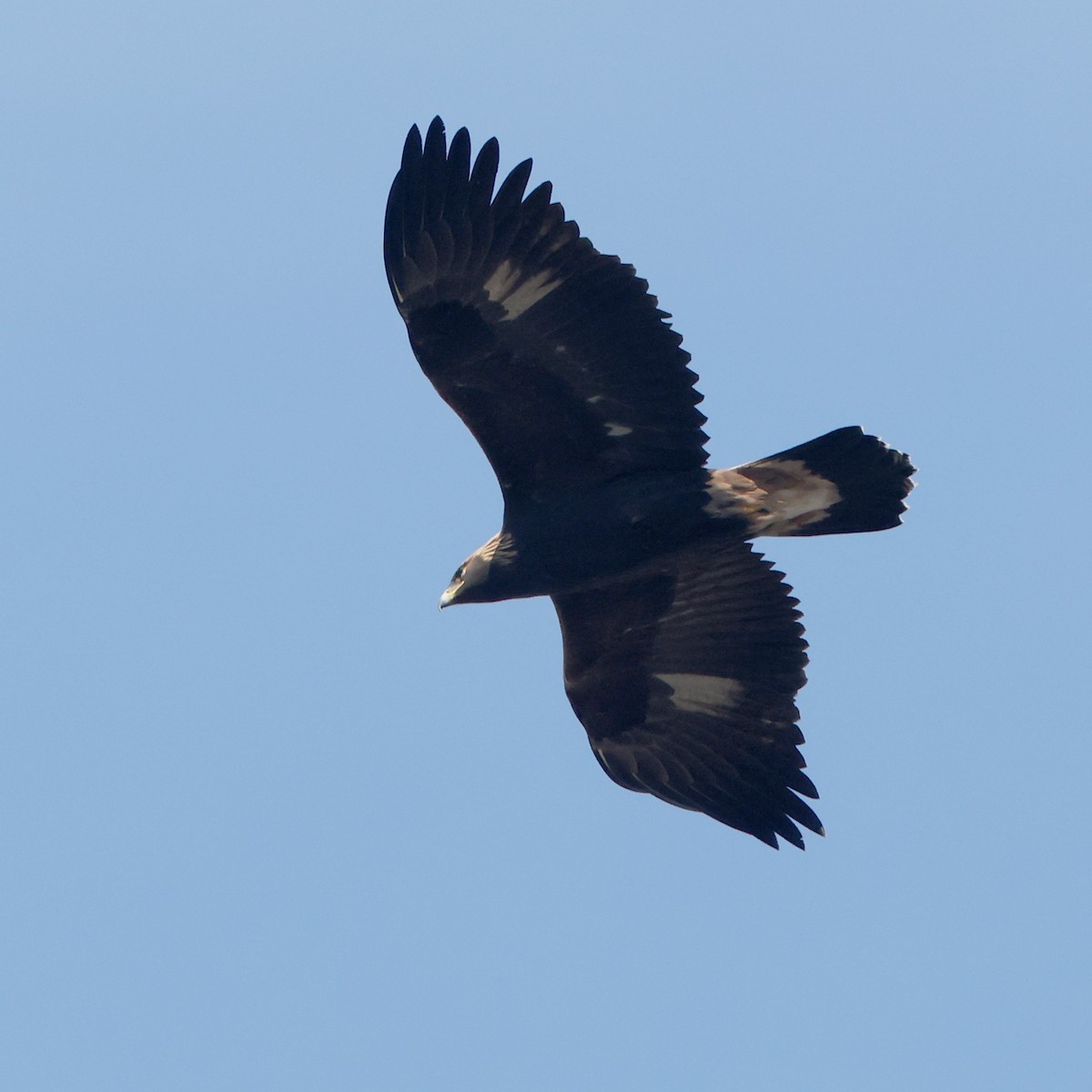 Golden Eagle - ML644503780