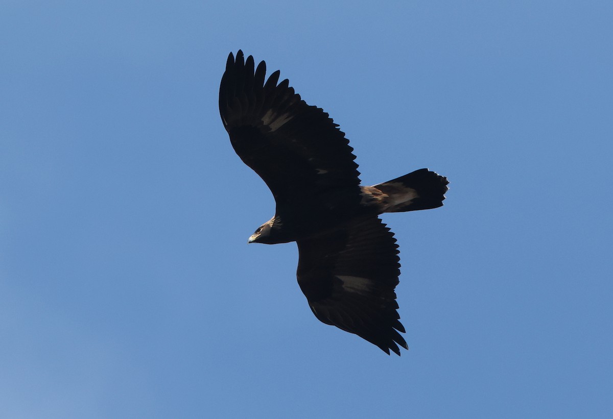 Golden Eagle - ML644503781