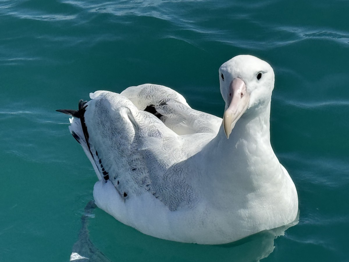 Antipodenalbatros - ML644503783