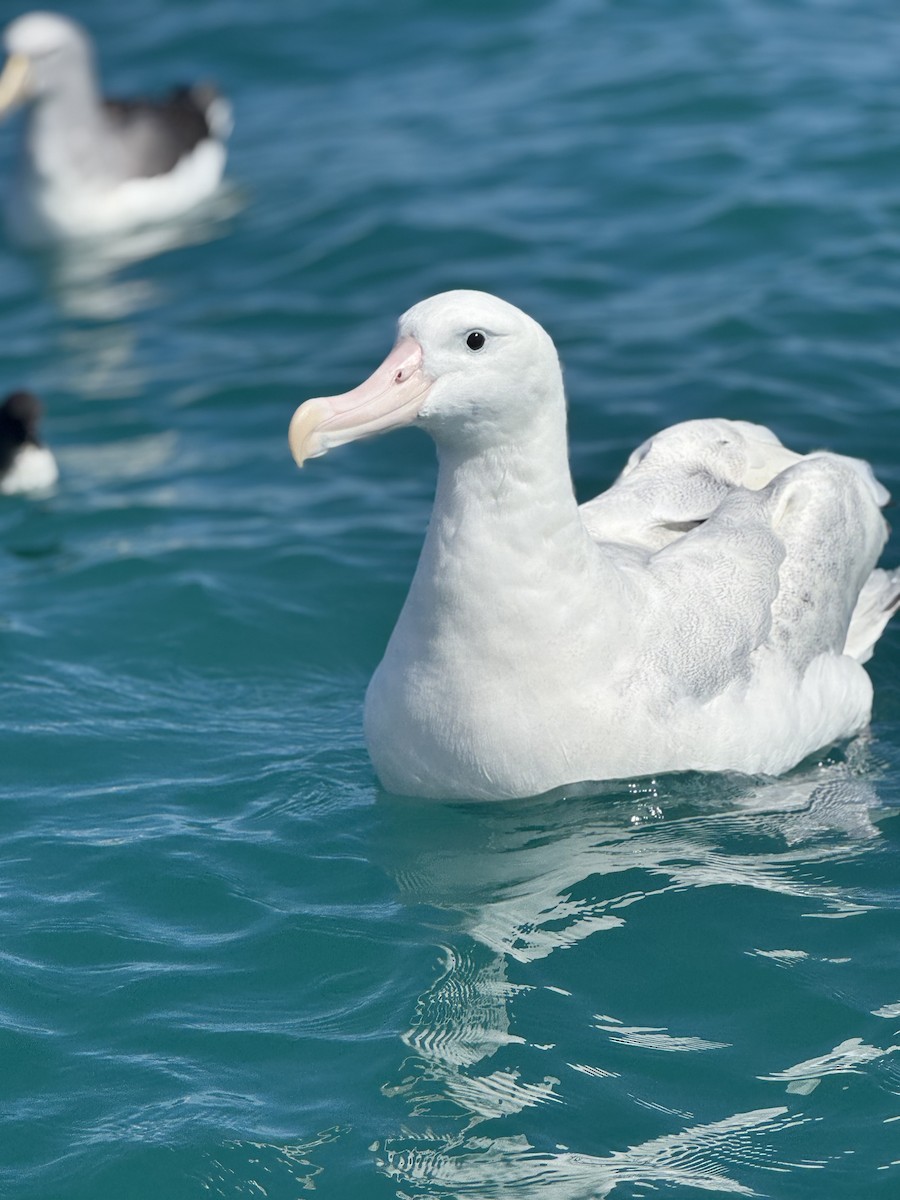 Antipodenalbatros - ML644503784