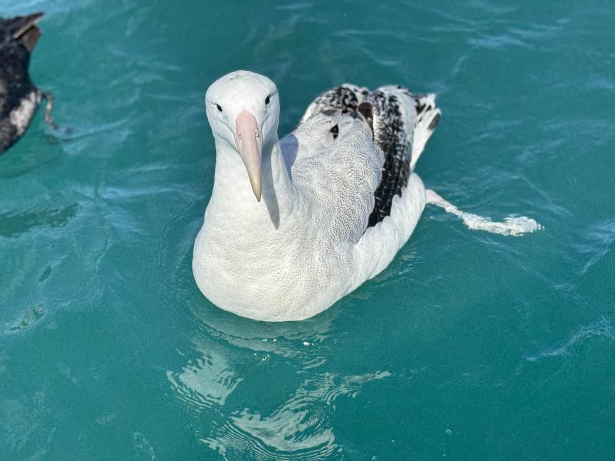 Antipodenalbatros - ML644503786