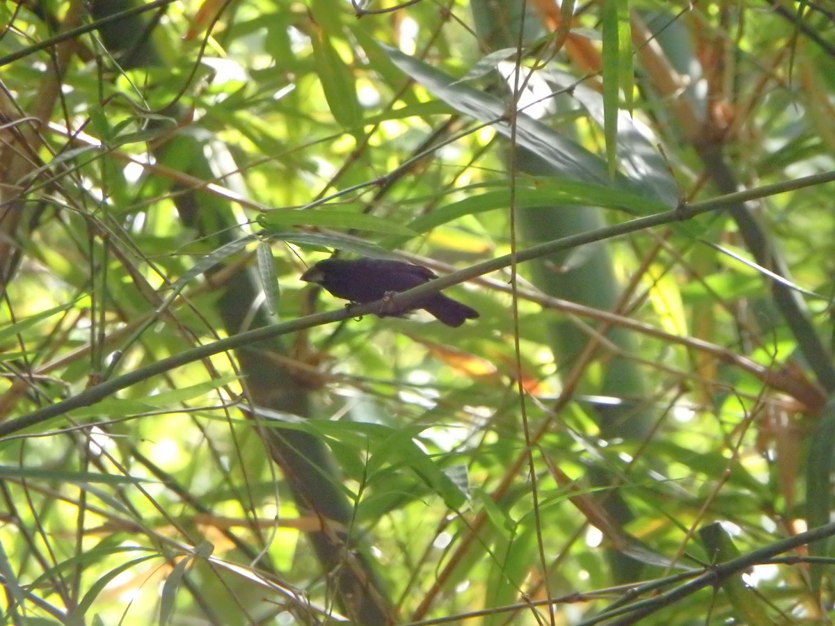Blue-black Grosbeak - ML644503794