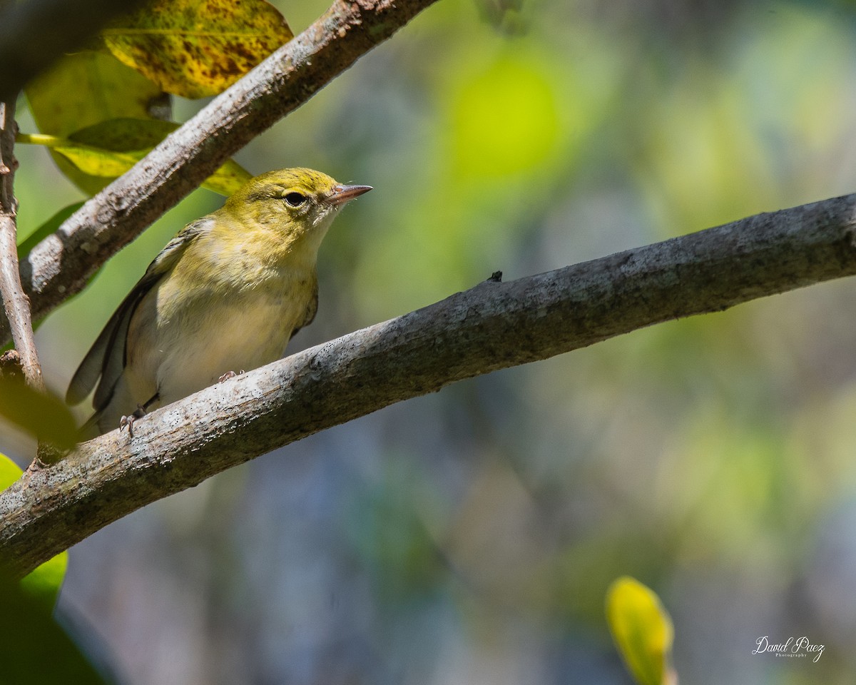 Kestane Gerdanlı Ötleğen - ML644503795
