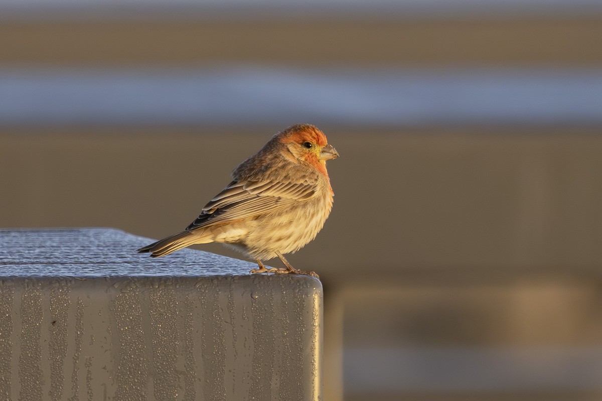 House Finch - ML644503796