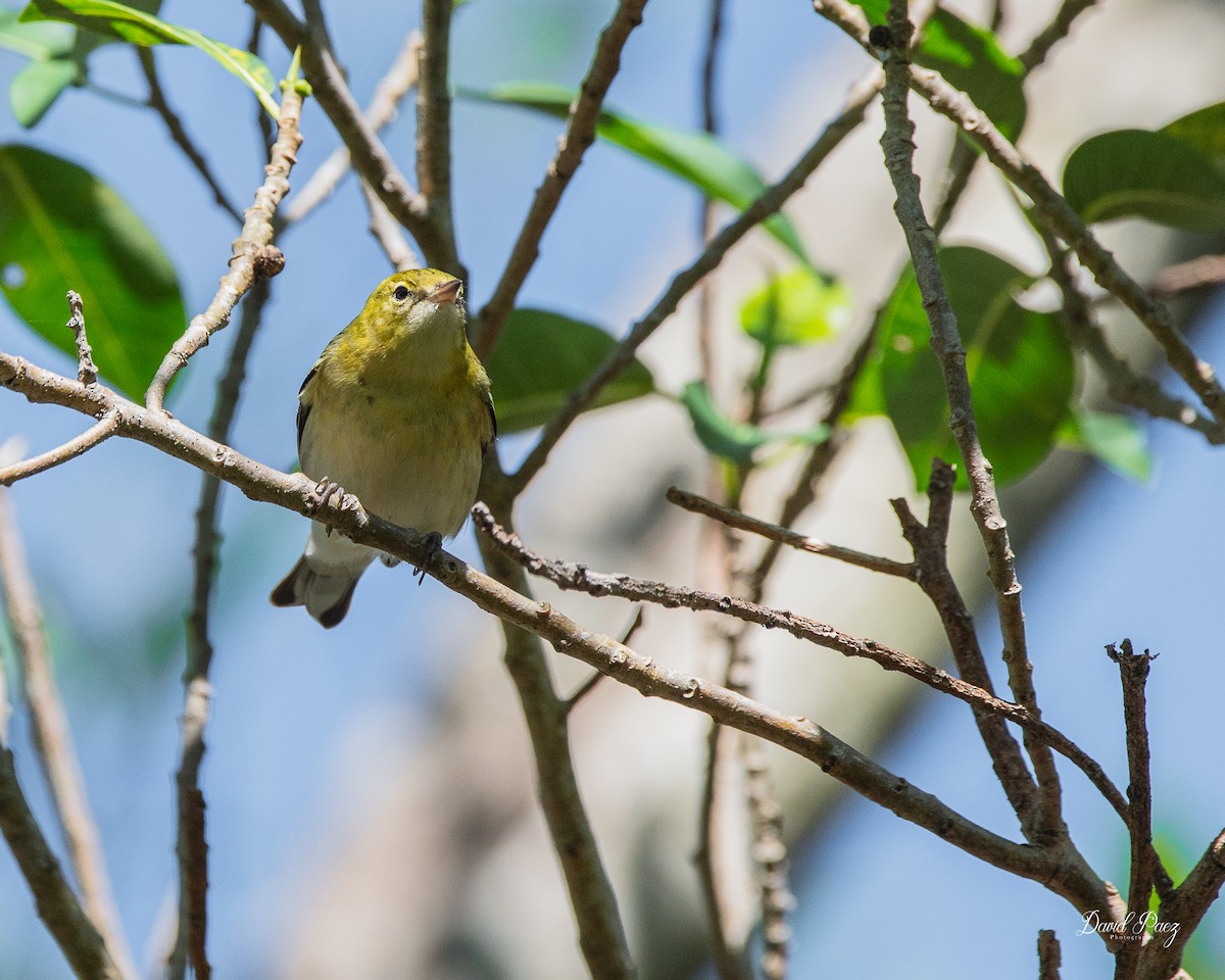 Kestane Gerdanlı Ötleğen - ML644503797