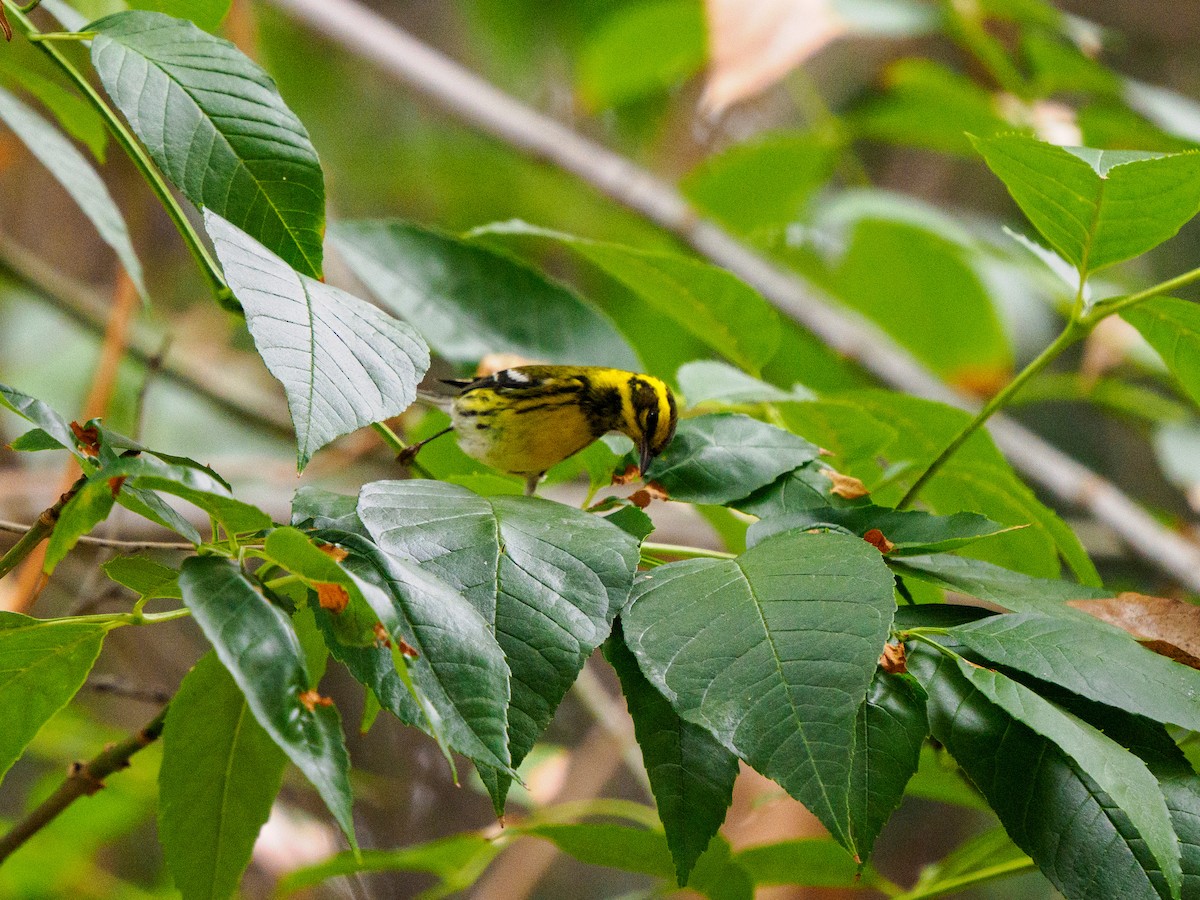 granparula - ML644503799