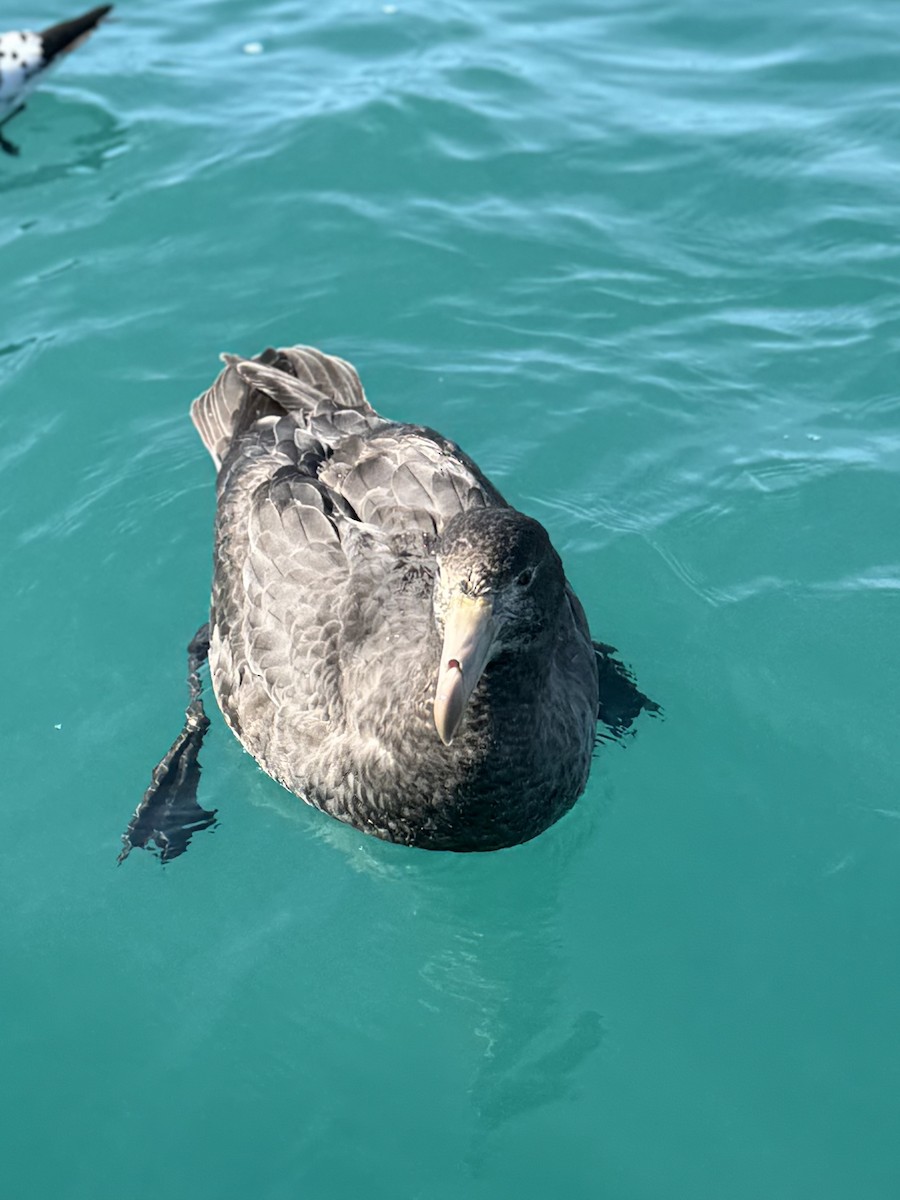 Northern Giant-Petrel - ML644503801