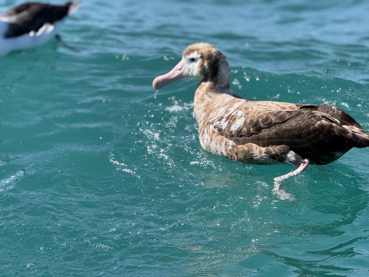 Northern Giant-Petrel - ML644503802