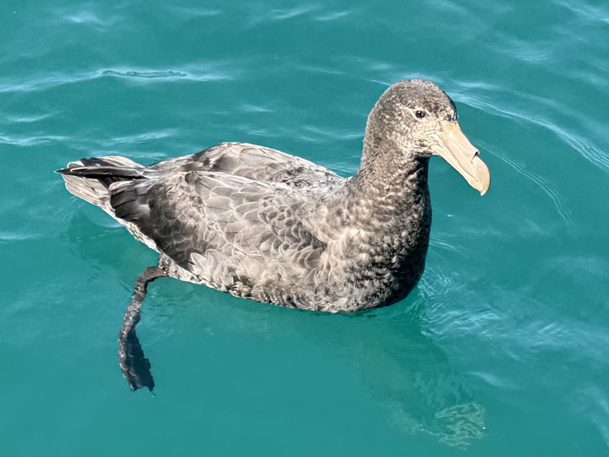 Northern Giant-Petrel - ML644503803