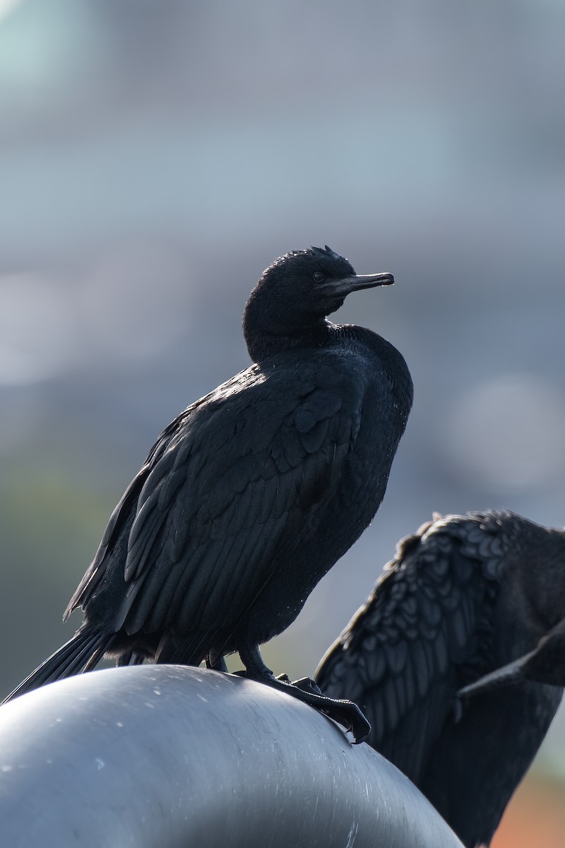 Pelagic Cormorant - ML644503804