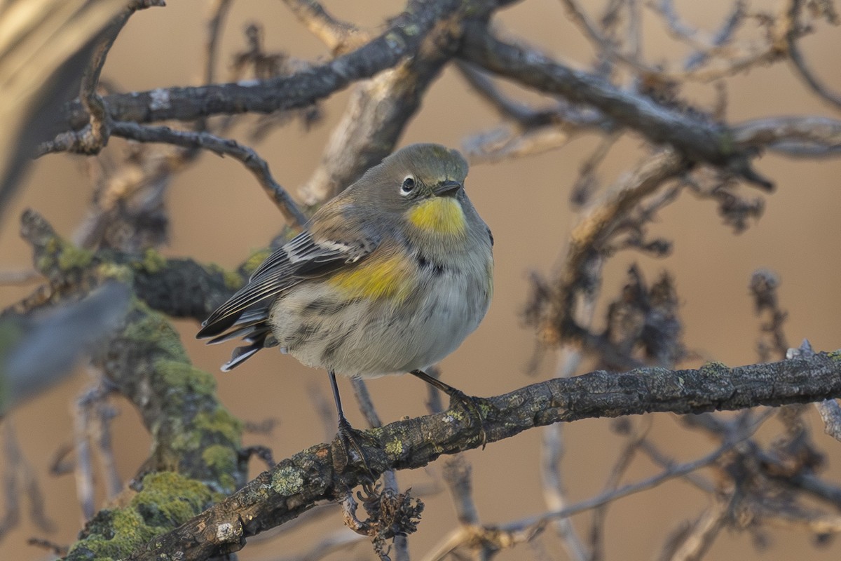 Yellow-rumped Warbler - ML644503805