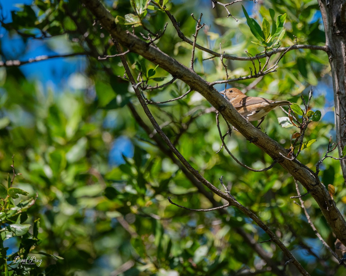 Индиговый колорин - ML644503808