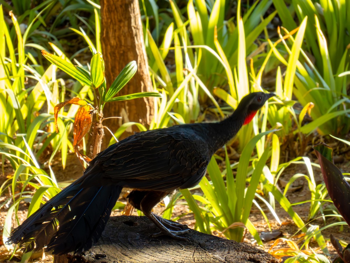 Rusty-margined Guan - ML644503817