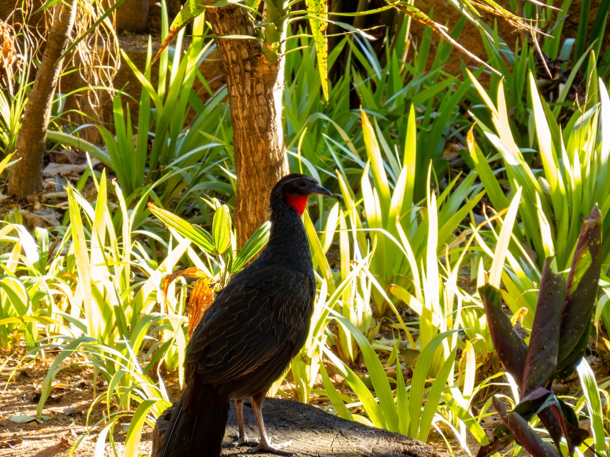 Rusty-margined Guan - ML644503818