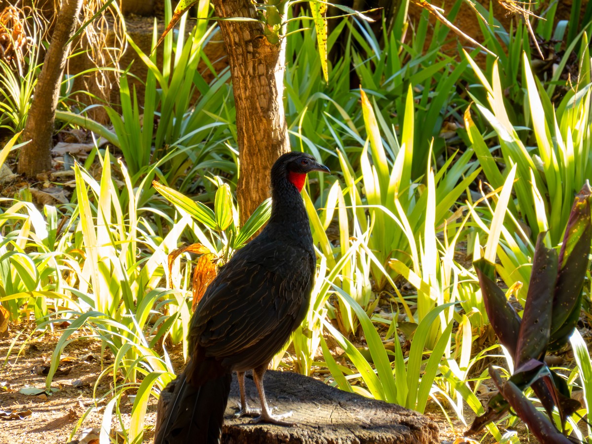 Rusty-margined Guan - ML644503819