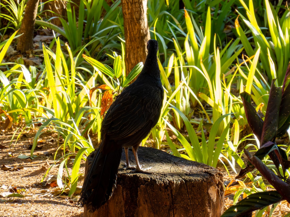 Rusty-margined Guan - ML644503820