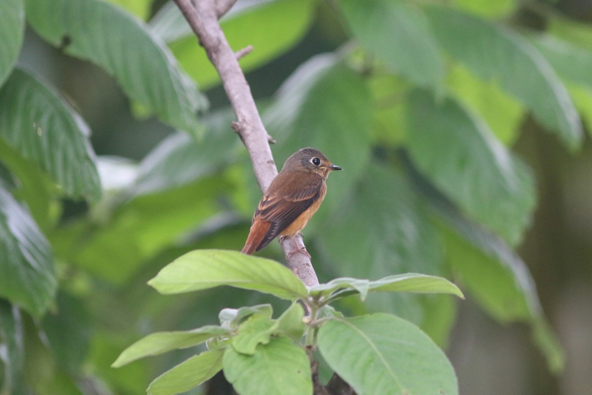 Ferruginous Flycatcher - ML644503822