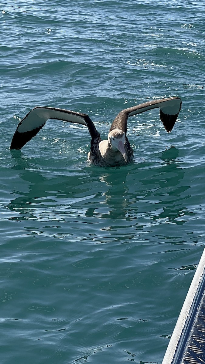 Antipodenalbatros - ML644503823