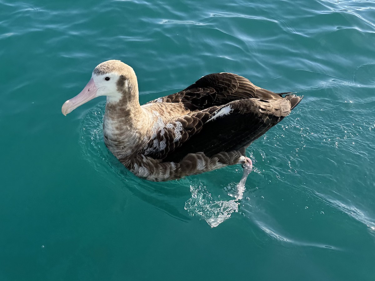 Antipodenalbatros - ML644503824