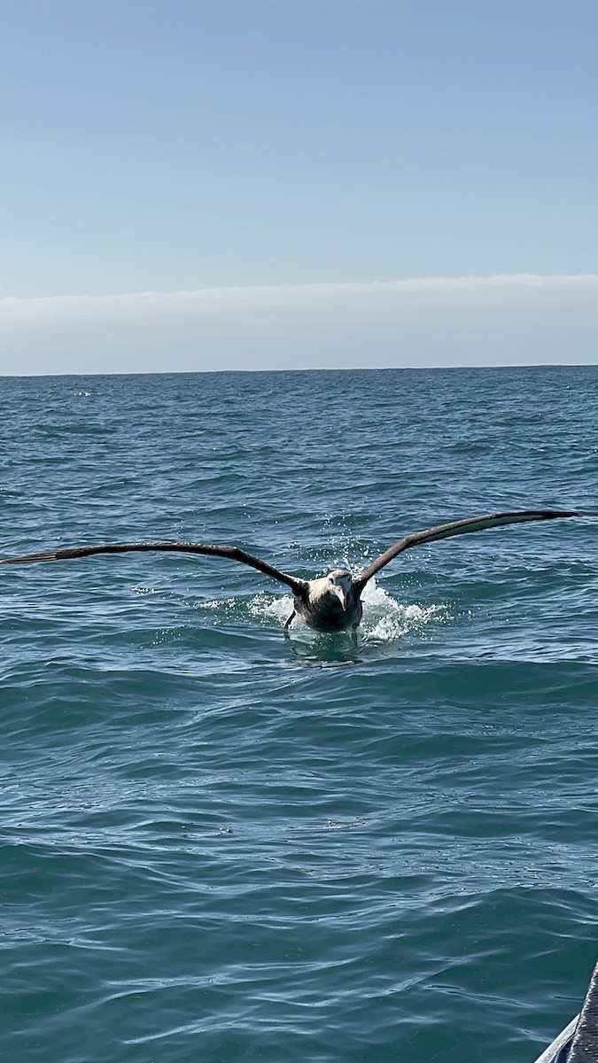 Antipodenalbatros - ML644503825