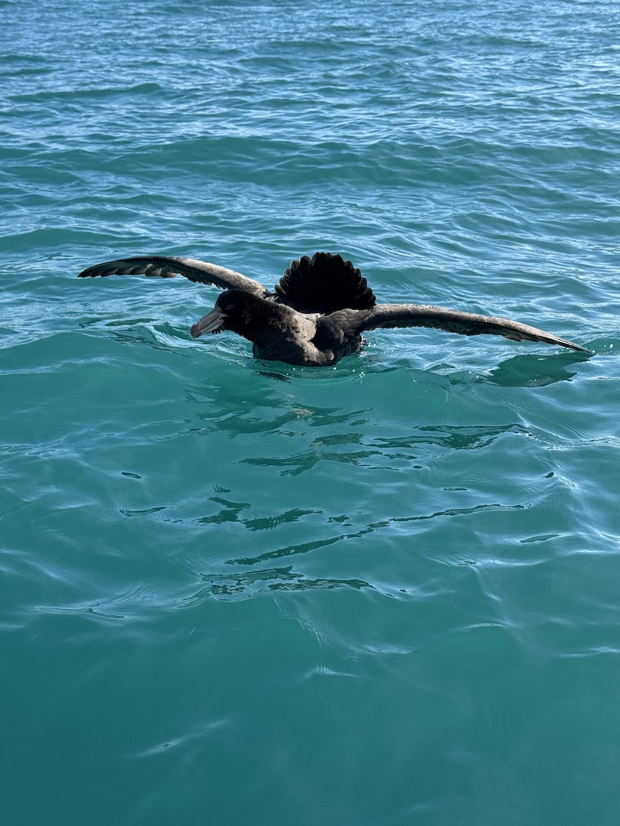 Northern Giant-Petrel - ML644503831
