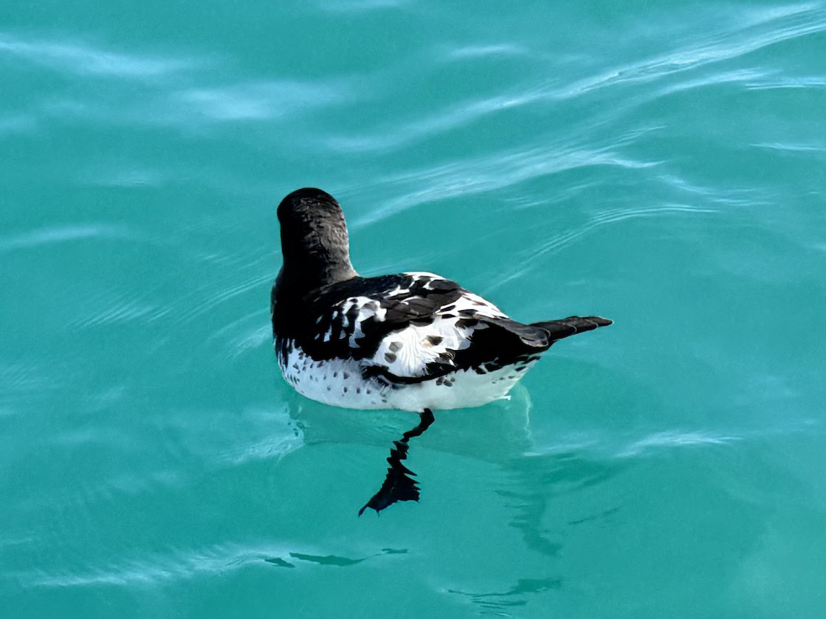 Pintado Petrel - ML644503834