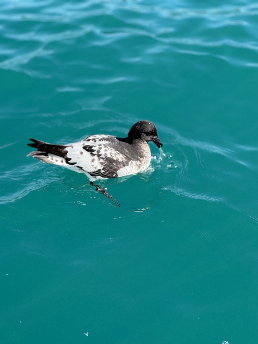 Pintado Petrel - ML644503835