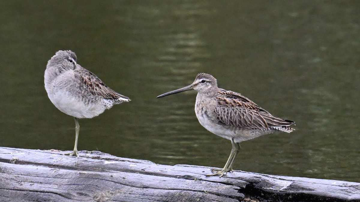 Long-billed Dowitcher - ML644503838