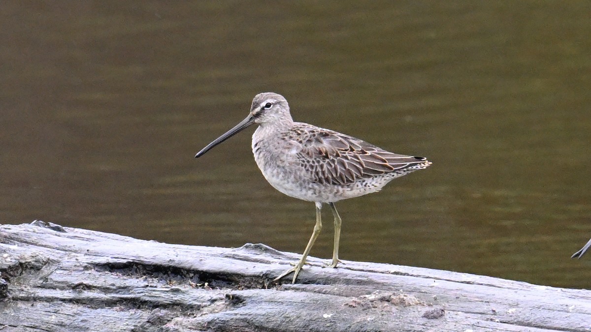 Long-billed Dowitcher - ML644503839