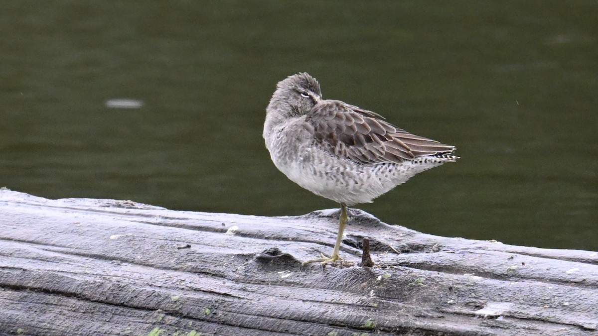Long-billed Dowitcher - ML644503840
