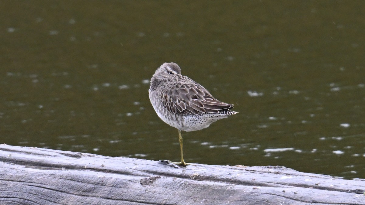Long-billed Dowitcher - ML644503841