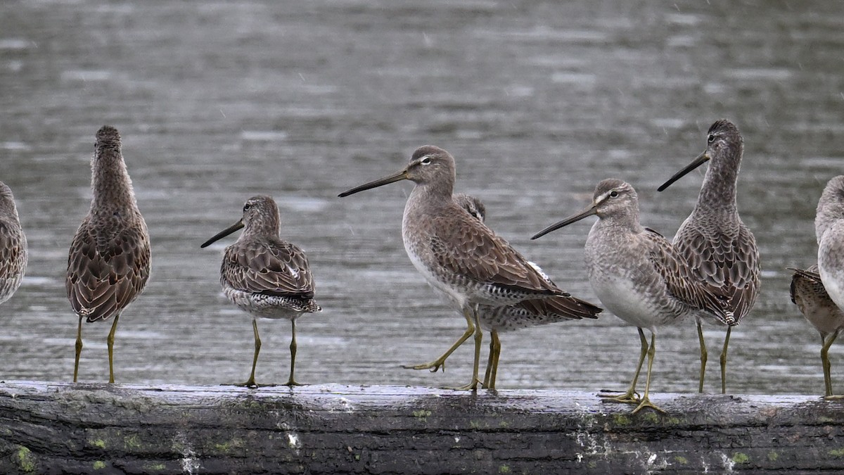 Long-billed Dowitcher - ML644503842