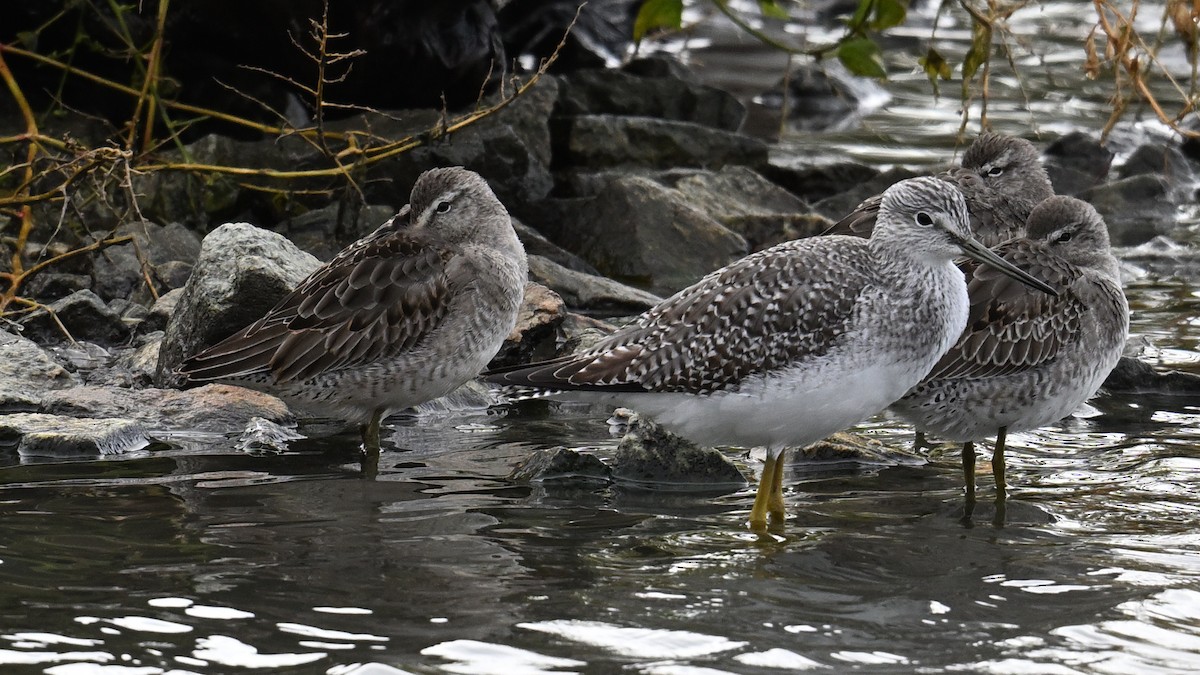 Long-billed Dowitcher - ML644503843