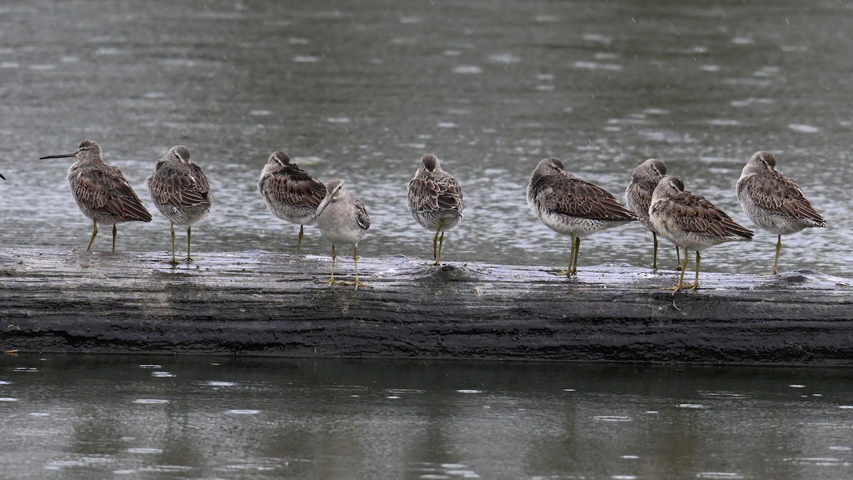 Long-billed Dowitcher - ML644503844
